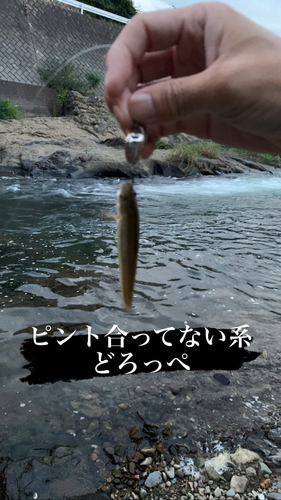 アブラハヤの釣果