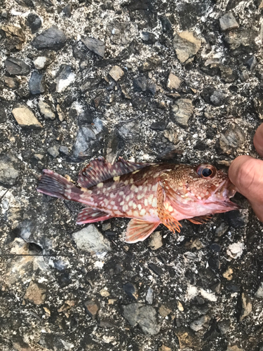 カサゴの釣果