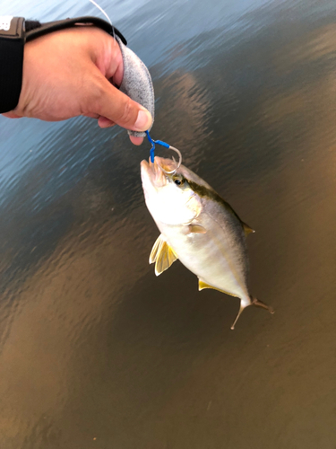 ショゴの釣果