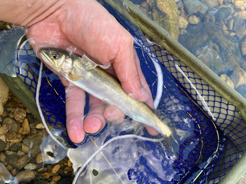 アユの釣果