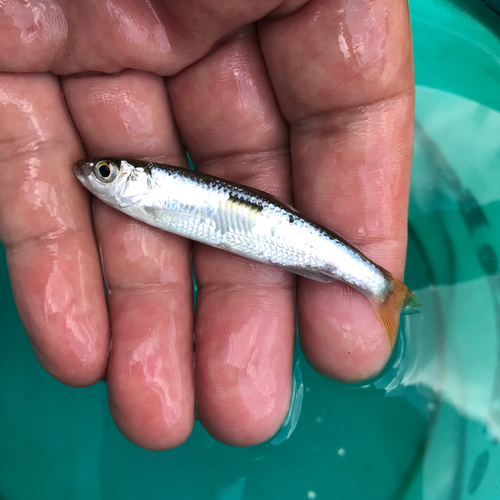 オイカワの釣果