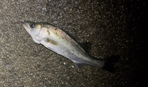 スズキの釣果