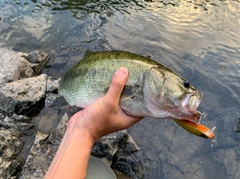 ラージマウスバスの釣果