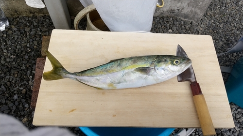 ヤズの釣果