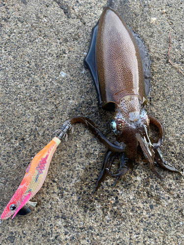 アオリイカの釣果