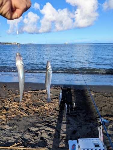 キスの釣果