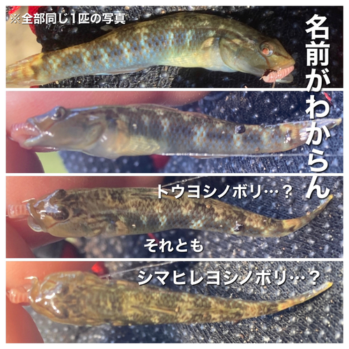 ヨシノボリの釣果