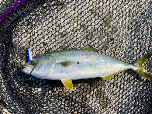 イナダの釣果