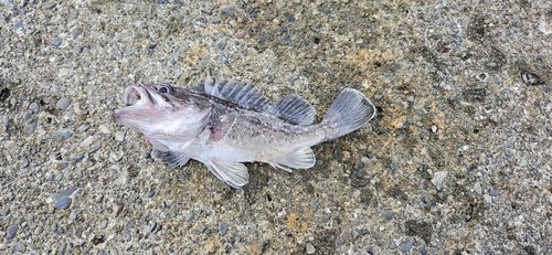 クロソイの釣果