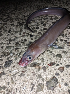 クロアナゴの釣果