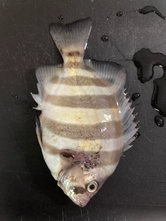 イシダイの釣果