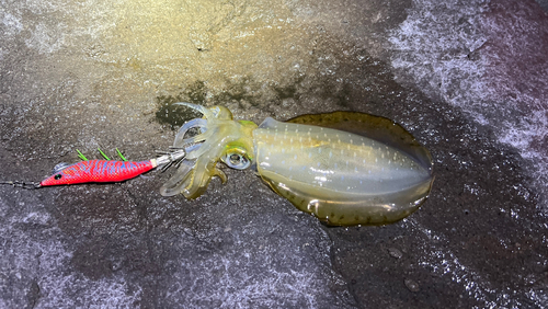 アオリイカの釣果