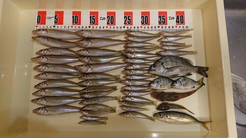 シロギスの釣果