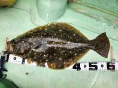 ヒラメの釣果