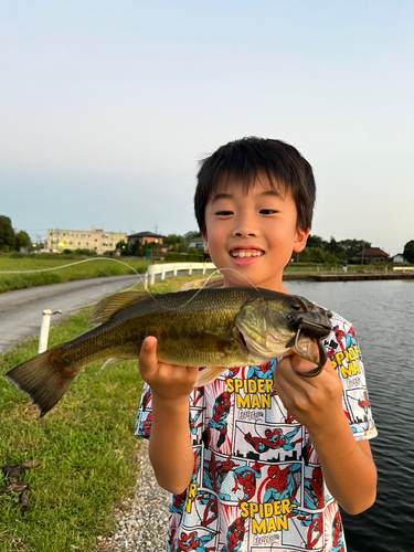 ラージマウスバスの釣果