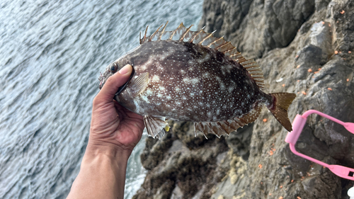 アイゴの釣果