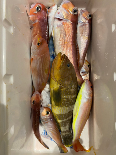 アカアマダイの釣果