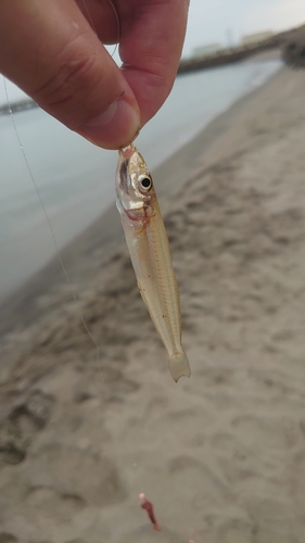 キスの釣果