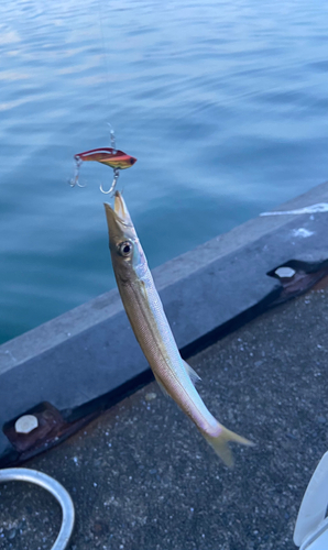 カマスの釣果