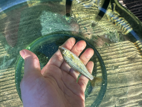 モツゴの釣果