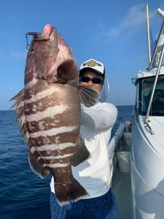 マハタの釣果