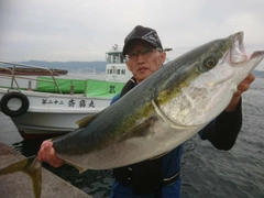 ブリの釣果