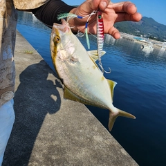 ショゴの釣果