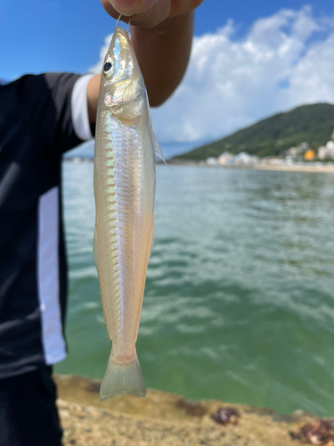 キスの釣果