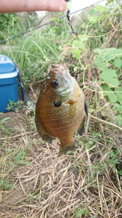 ブルーギルの釣果