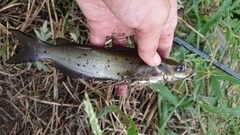 アメリカナマズの釣果