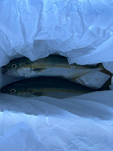 ツバイソの釣果