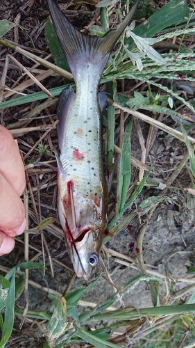 アメリカナマズの釣果