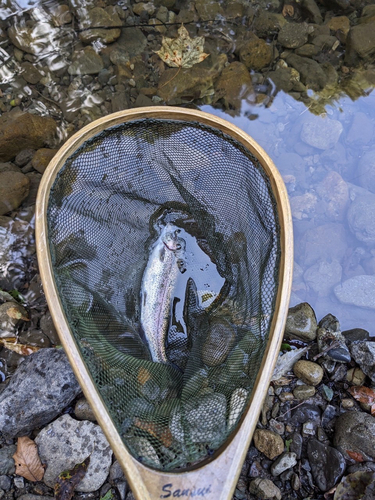 ニジマスの釣果