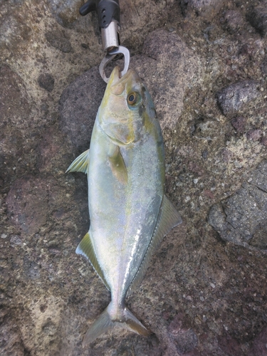 ショゴの釣果