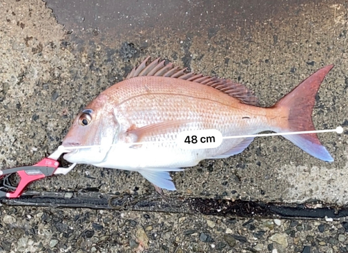 タイの釣果