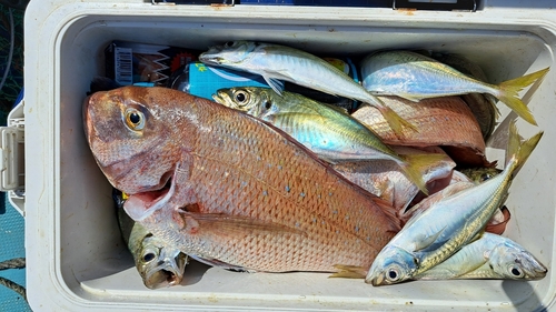 マダイの釣果