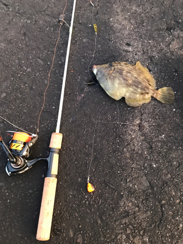 カワハギの釣果