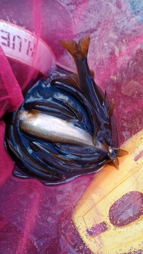 アユの釣果