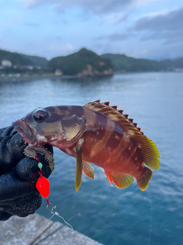 アカハタの釣果