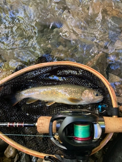 イワナの釣果