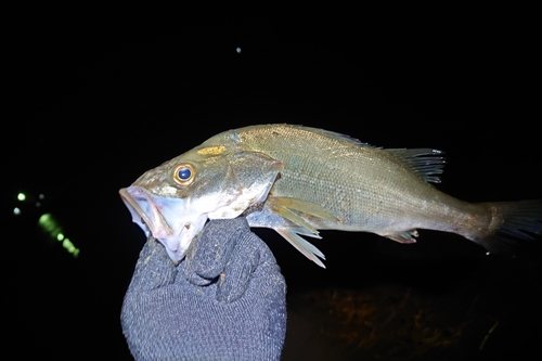 セイゴ（マルスズキ）の釣果