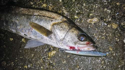 フッコ（マルスズキ）の釣果