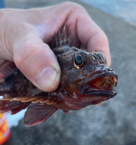 ガシラの釣果