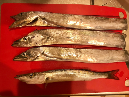 タチウオの釣果