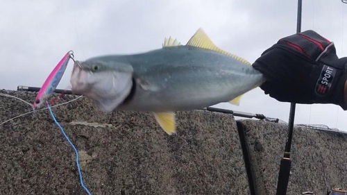 ヤズの釣果