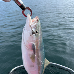 コウタの釣りの釣果