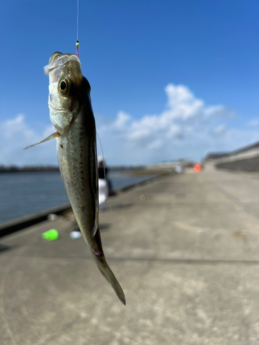 セイゴ（タイリクスズキ）の釣果