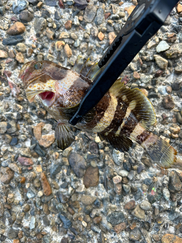 アオハタの釣果