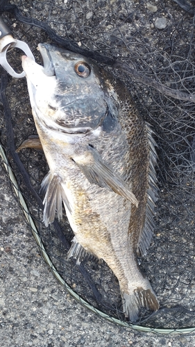 チヌの釣果