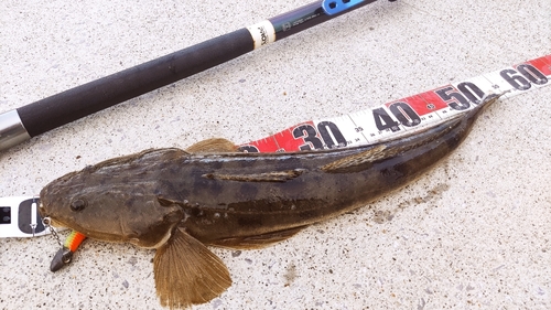 マゴチの釣果